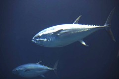 回遊するマグロの姿