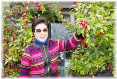 ひめりんごの木